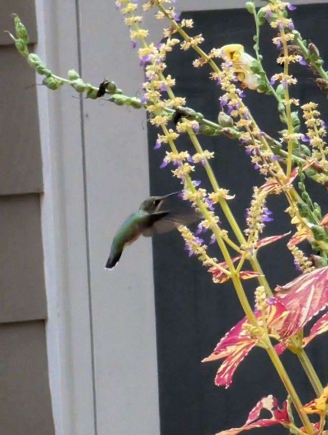 Ruby-throated Hummingbird