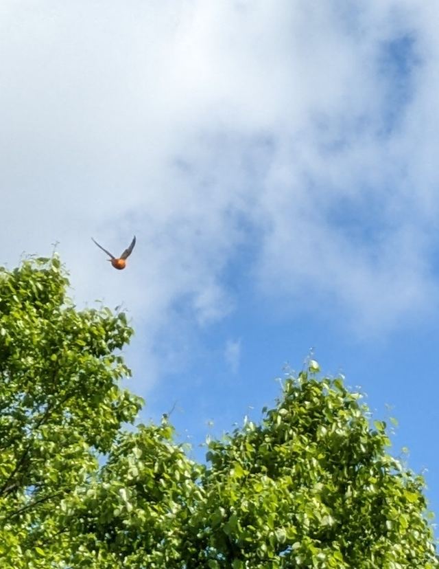 Baltimore Oriole