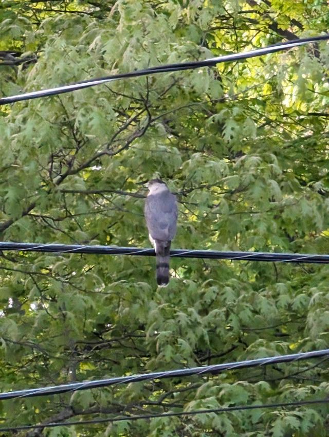 Cooper's Hawk