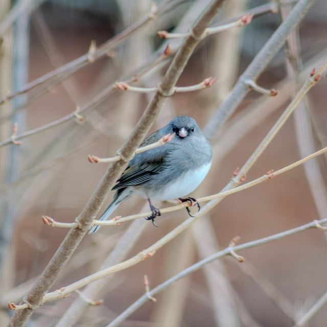 Dark-eyed Junco