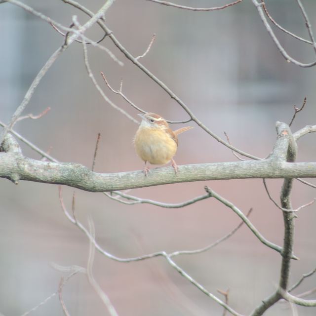 Carolina Wren