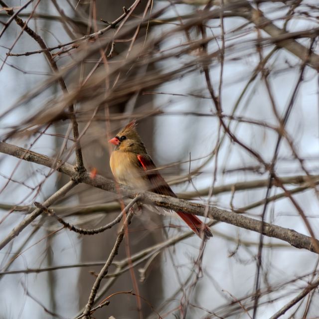 Northern Cardinal