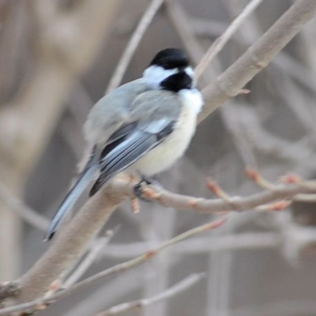Black-capped Chickadee