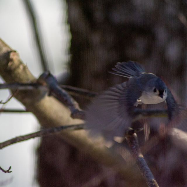Tufted Titmouse