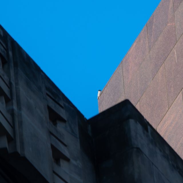 Peregrine Falcon