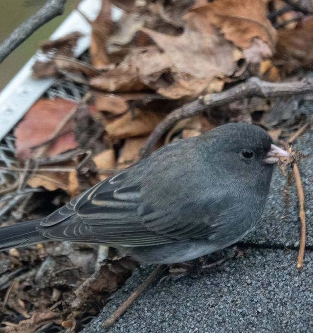 Dark-eyed Junco