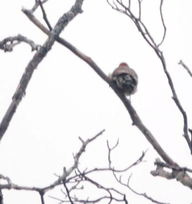 Northern Flicker