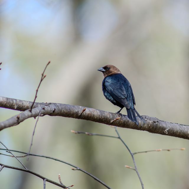 Brown-headed Cowbird