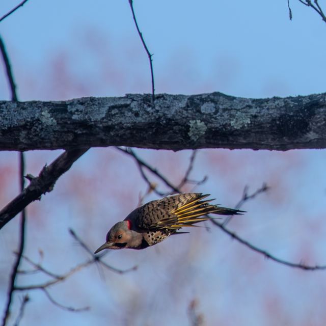 Northern Flicker