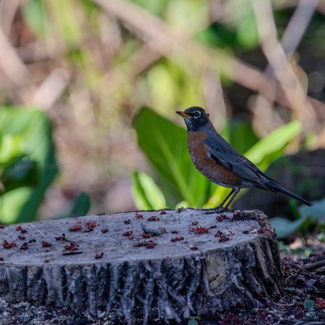American Robin
