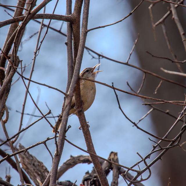 Carolina Wren