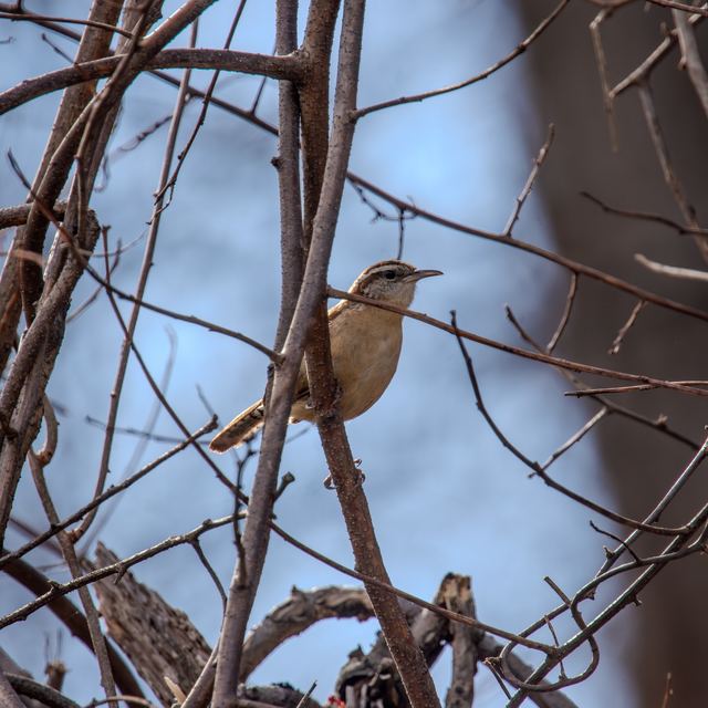 Carolina Wren