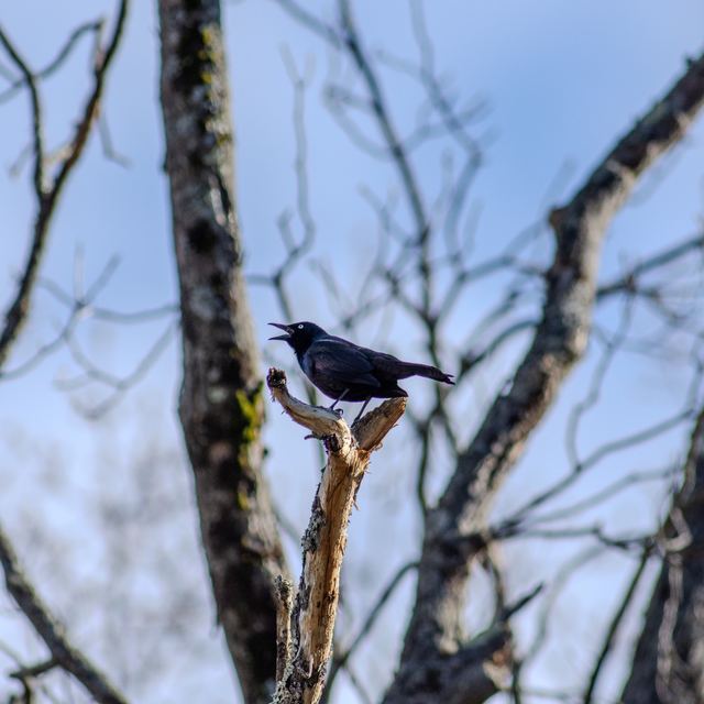 Common Grackle