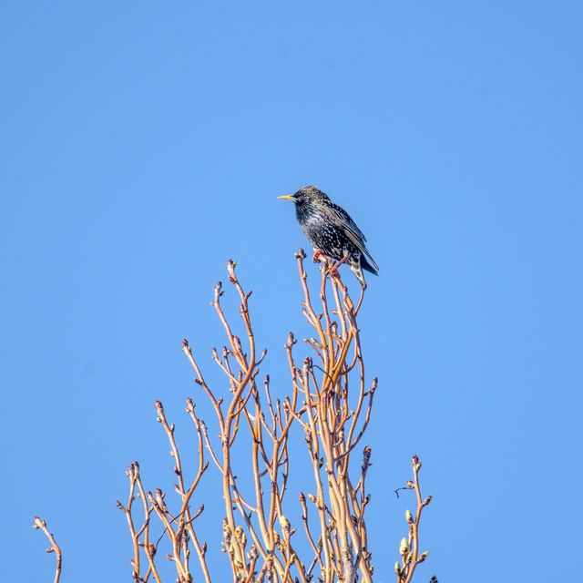 European Starling