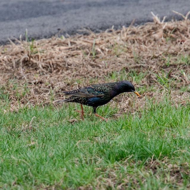 European Starling