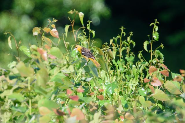 Baltimore Oriole