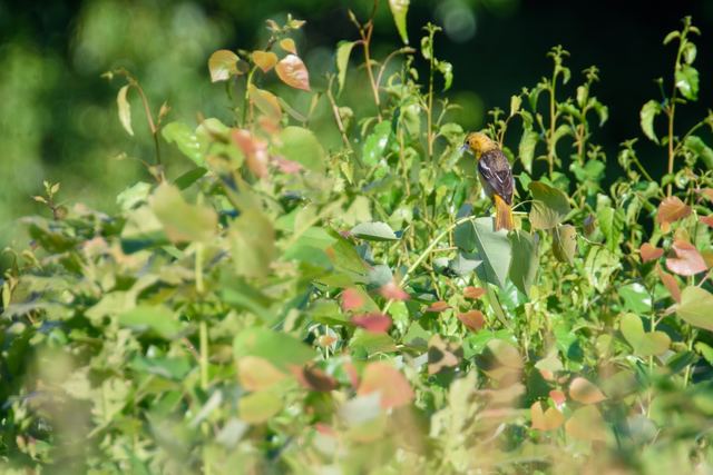 Baltimore Oriole