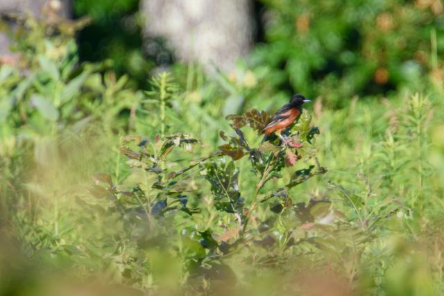 Orchard Oriole