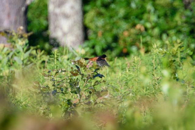 Orchard Oriole