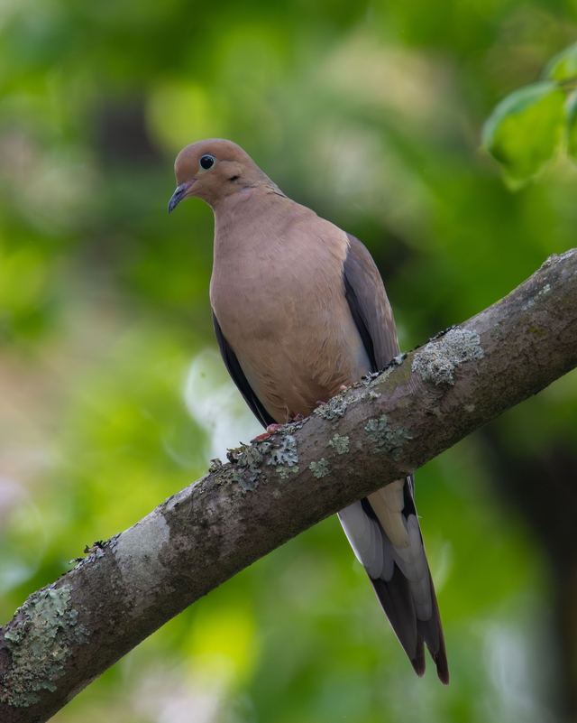 Mourning Dove