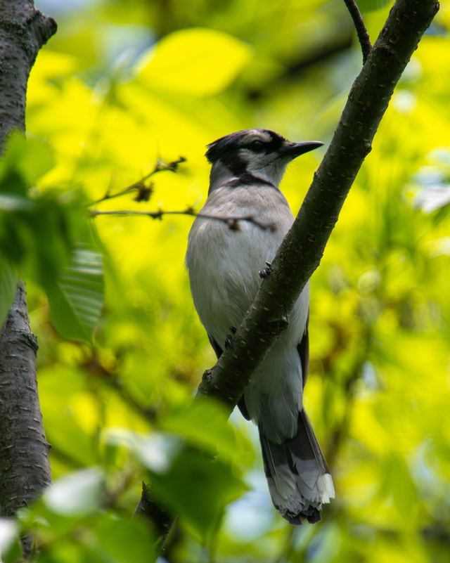 Blue Jay