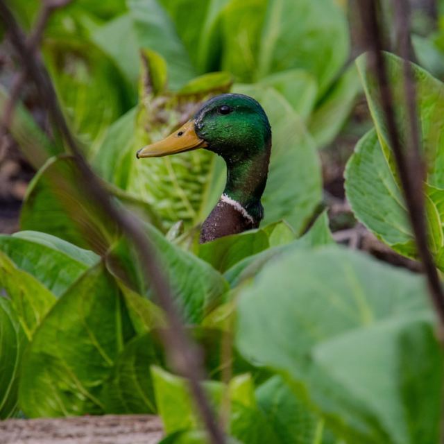Mallard