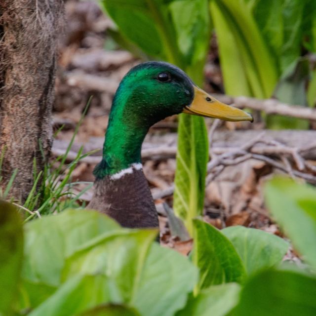 Mallard