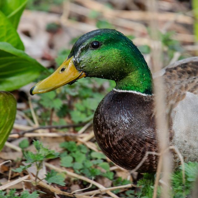 Mallard