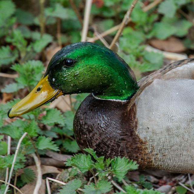 Mallard