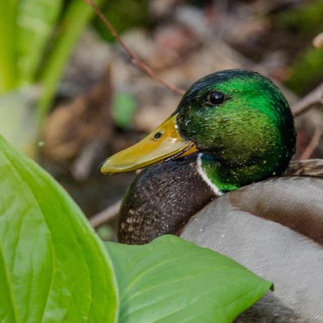 Mallard