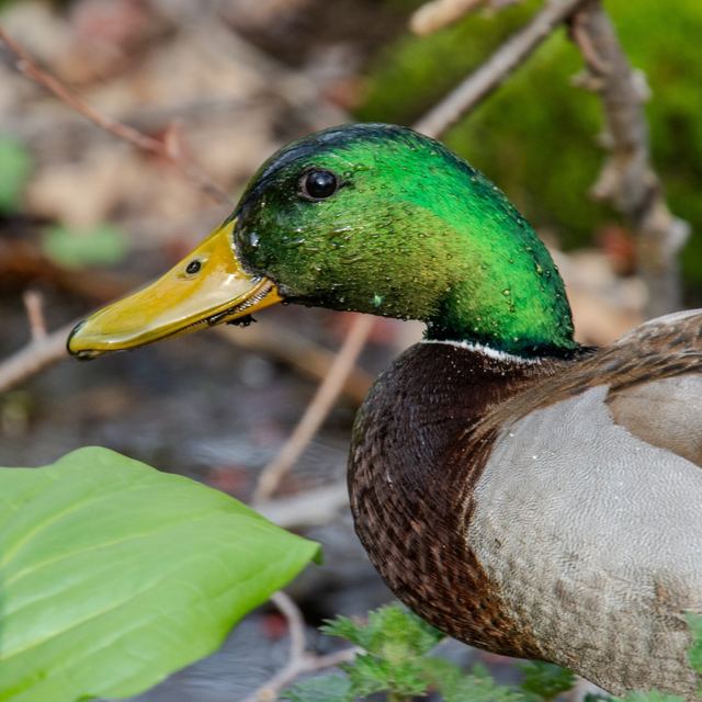 Mallard