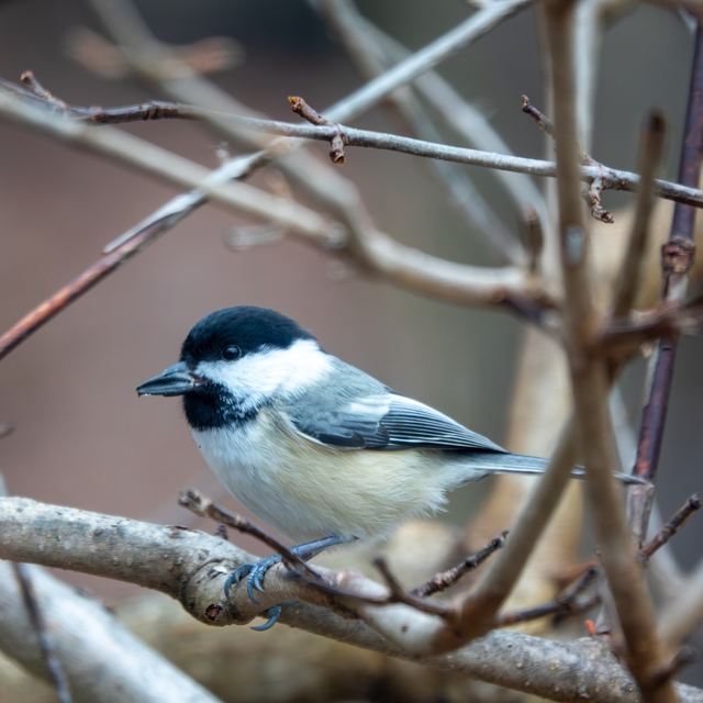 Black-capped Chickadee