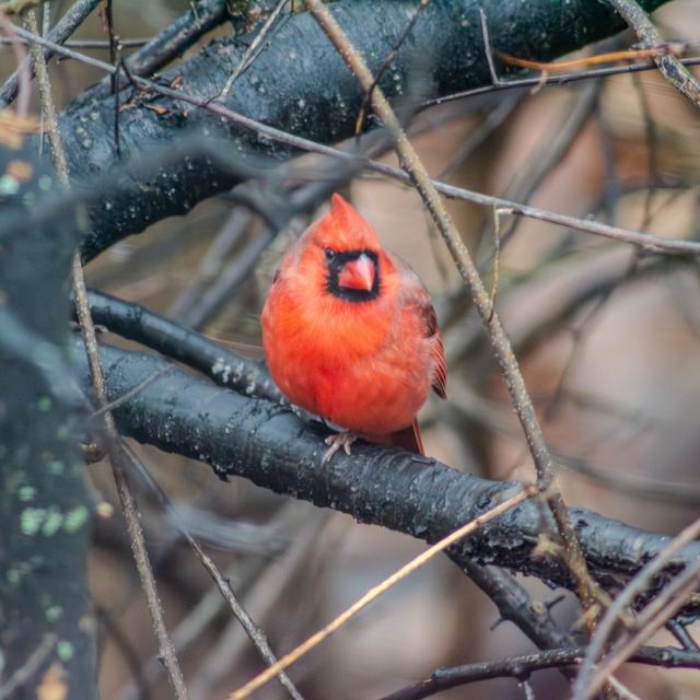 Northern Cardinal