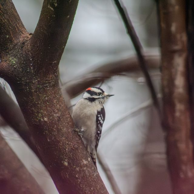 Downy Woodpecker
