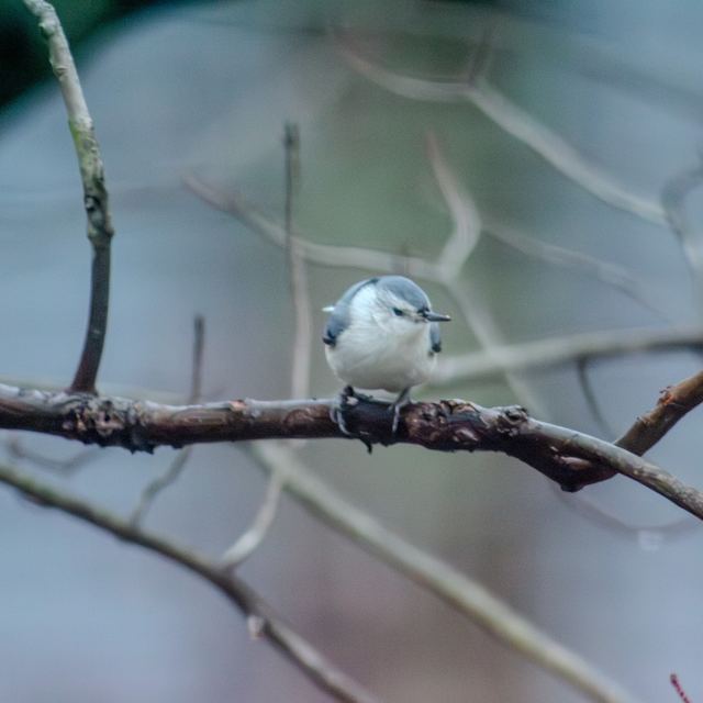 White-breasted Nuthatch