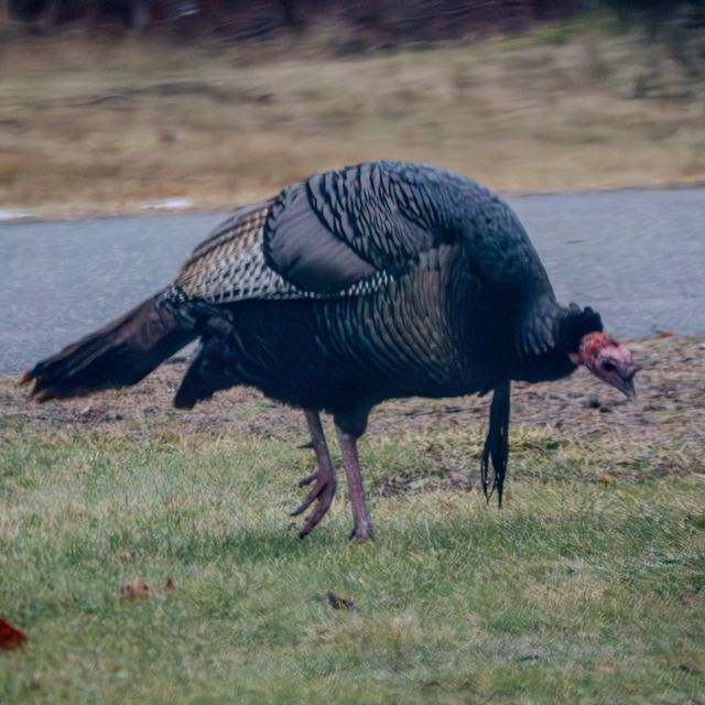 Wild Turkey