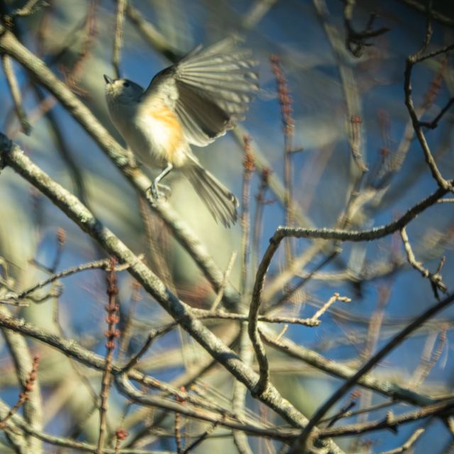 Tufted Titmouse
