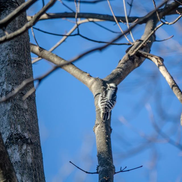 Downy Woodpecker