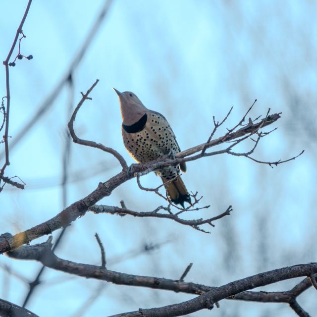 Northern Flicker