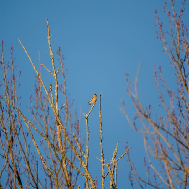 Evening Grosbeak