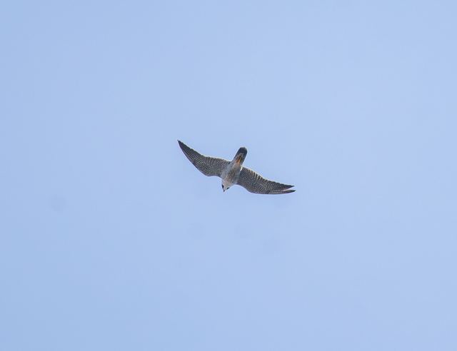 Peregrine Falcon