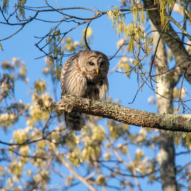 Barred Owl