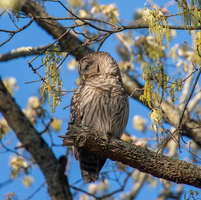 Barred Owl