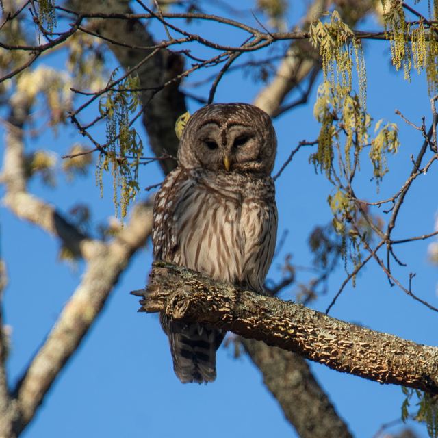 Barred Owl
