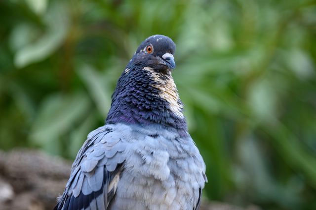 Rock Pigeon
