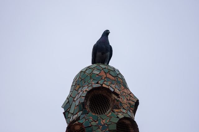 Rock Pigeon