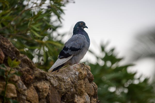 Rock Pigeon