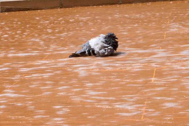 Rock Pigeon