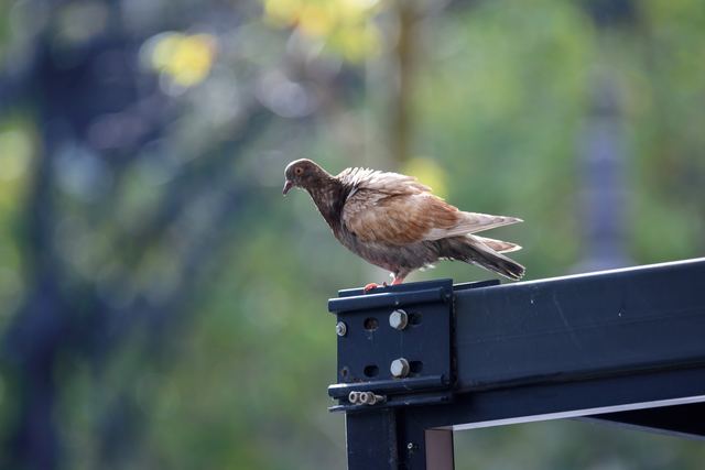 Rock Pigeon