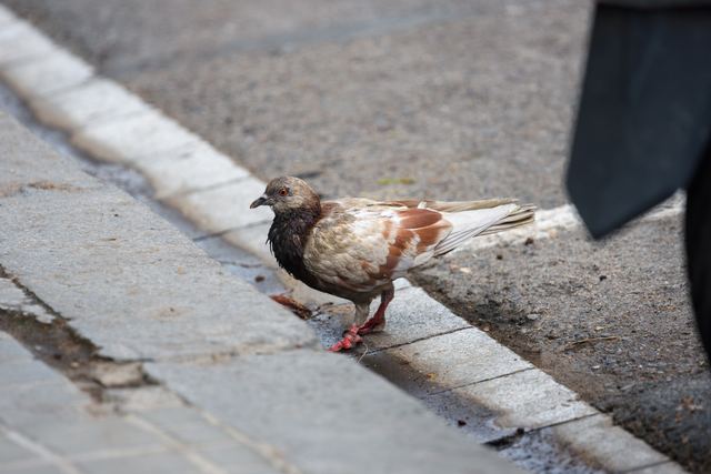 Rock Pigeon
